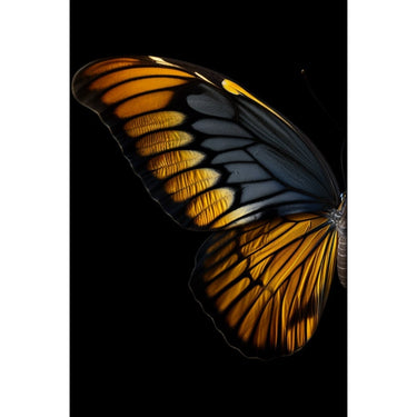 Butterfly Wings Canvas